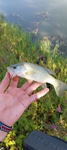 Largemouth Bass