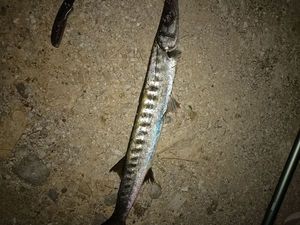 Great Barracuda