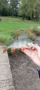 European Perch