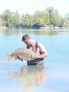 Common Carp