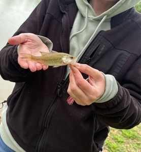 Largemouth Bass