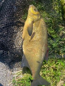 Common Bream