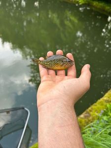Green Sunfish