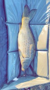 Common Carp