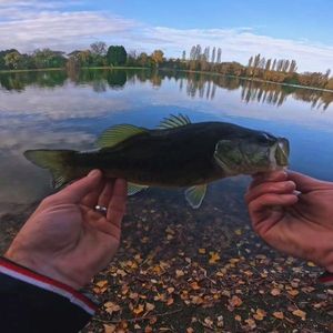 Largemouth Bass