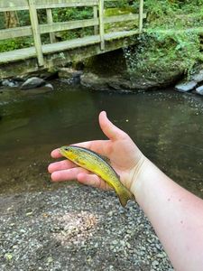 Brown Trout