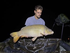 Common Carp