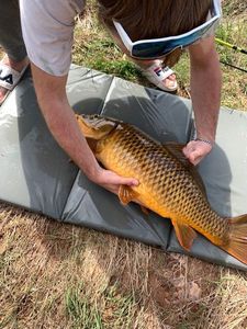 Common Carp