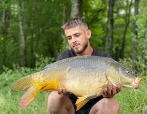 Mirror Carp