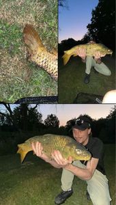 Common Carp