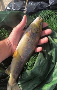 Brown Trout