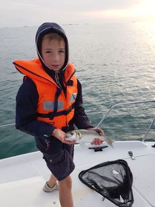 European Bass (Seabass)