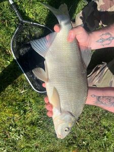 Common Bream