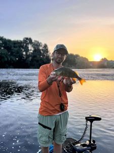 European Perch