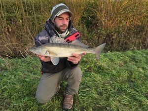 Zander