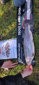 Rainbow Trout