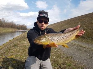 Brown Trout