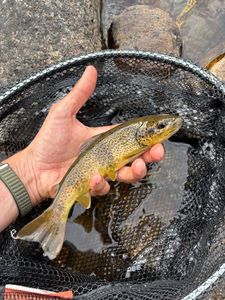 Brown Trout