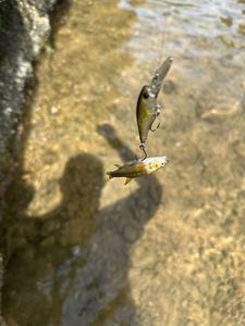 Common Minnow