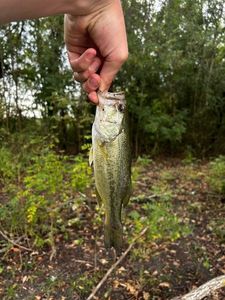 Largemouth Bass