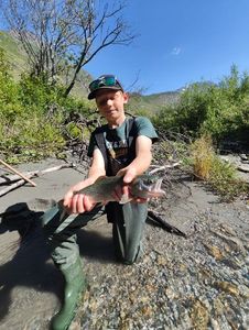 Rainbow Trout