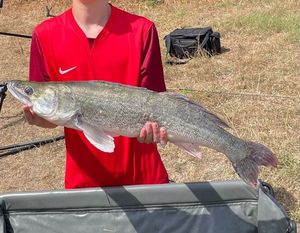 Zander