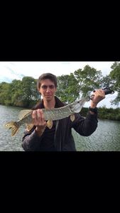 Northern Pike