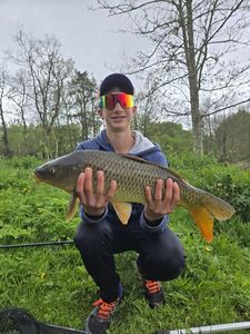 Common Carp