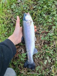 Rainbow Trout