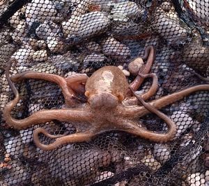 Common Octopus