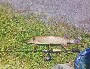 Northern Pike