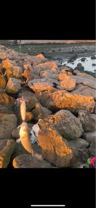 European Bass (Seabass)