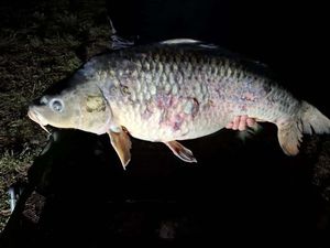 Common Carp