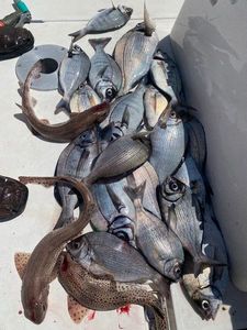 Black Seabream