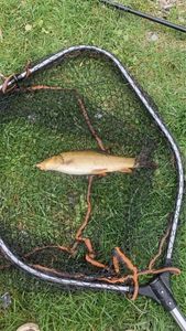 Barbel
