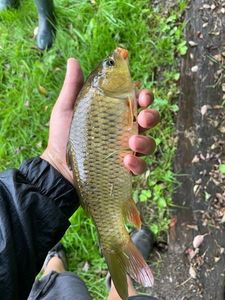 Common Carp