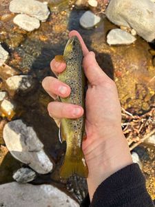 Brown Trout