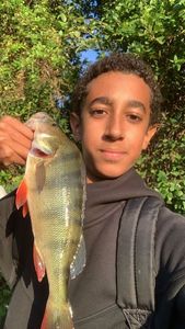 European Perch