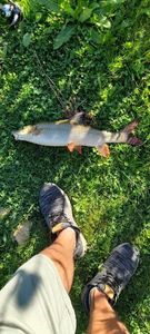 Barbel