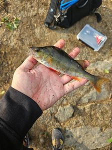 European Perch