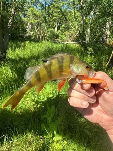 European Perch
