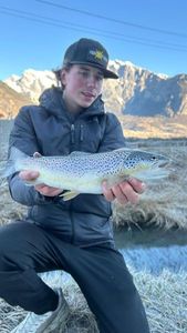 Brown Trout