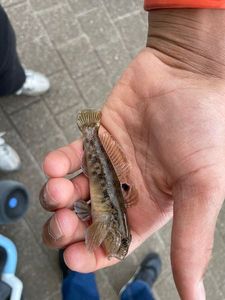 Round Goby