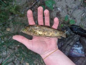 Brown Trout