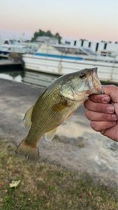 Largemouth Bass