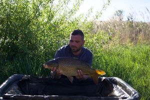 Common Carp
