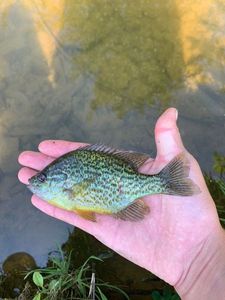 Green Sunfish