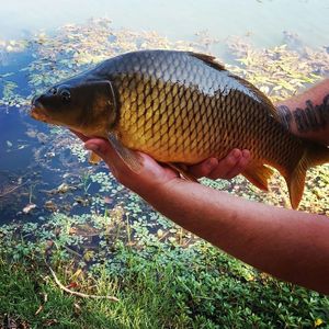 Common Carp