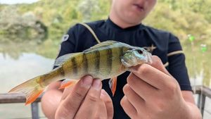 European Perch