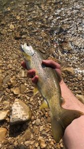Brown Trout caught by sami madi